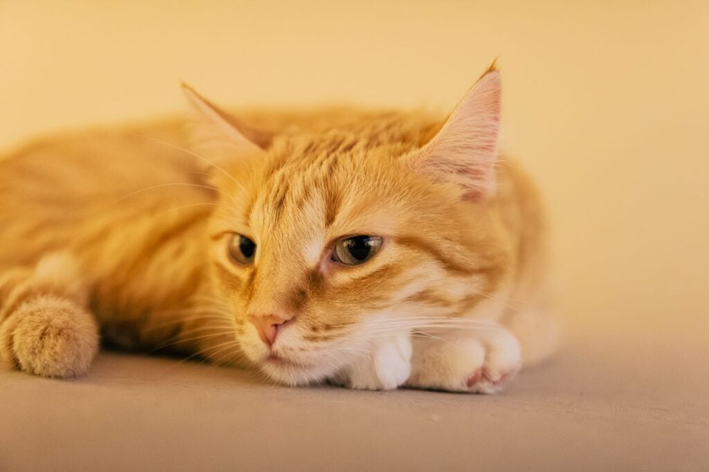 Mačić – PetCare