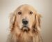 Pas u studiju – PetCare