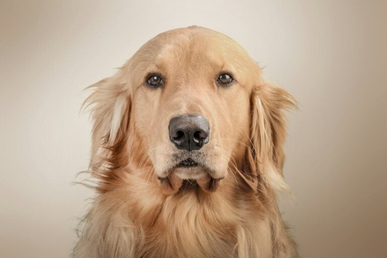 Pas u studiju – PetCare